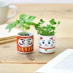 Lucky Plant - Beckoning Cat