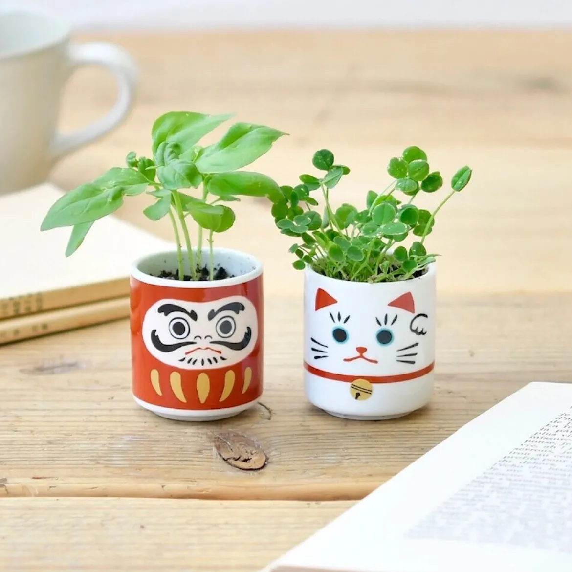 Lucky Plant - Beckoning Cat