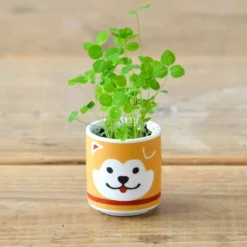 Lucky Plant - Hachi Dog